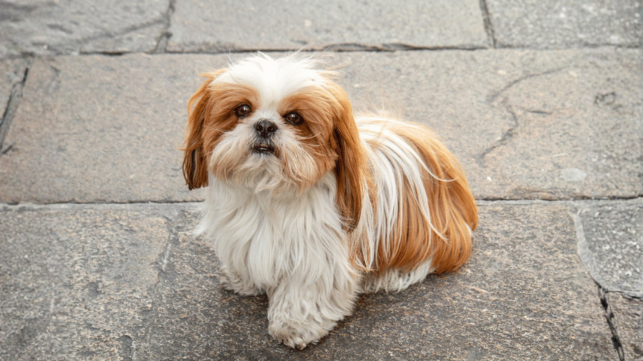 Czego nie może jeść shih tzu - lista zakazanych produktów dla psa tej rasy